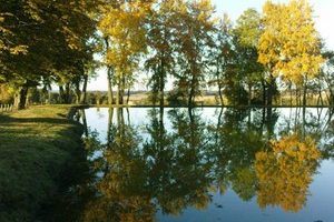 Burgundy Reflections