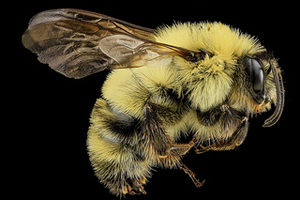 Bee on The Bus