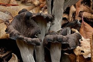 Magical Mushrooms