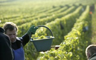 Harvest in Champagne by Photojournalist Clay McLachlan