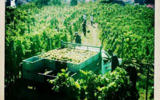 Rhone Harvest by Photojournalist Clay McLachlan