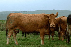 Diary from Limousin