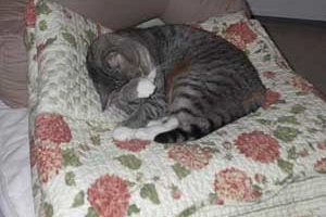 Kitty—She Stole People’s Hearts and was the Ultimate Jetsetter