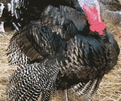 Thanksgiving à la Provençal