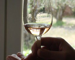 Wine Tasting in Provence