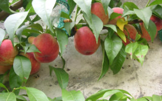 Société Regional d’Horticulture de Montreuil & the Paris Region’s Rich Agricultural Heritage