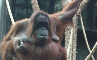 Hang out with Orangutans in Paris at la Ménagerie, Jardin des Plantes