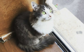 The Cafés That Will Have Feline Fans Purring