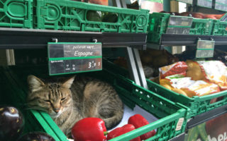 Paris Cats, In Pictures: Felines on Parade