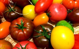 Sauce Bolo’ from Rue de Lappe: How to Use Up Summer’s Last Tomatoes