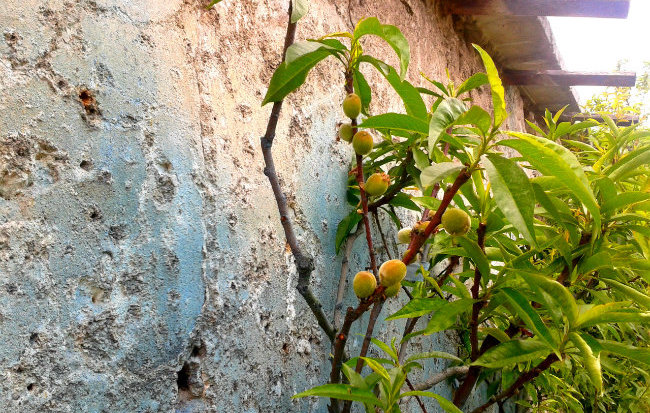 The Peach Walls of Paris & A Recipe for Peach and Lemon Verbena Sorbet
