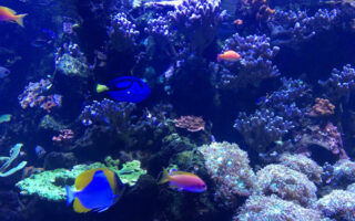 Kids in Paris: Explore the Tropical Aquarium at the Palais de la Porte Dorée
