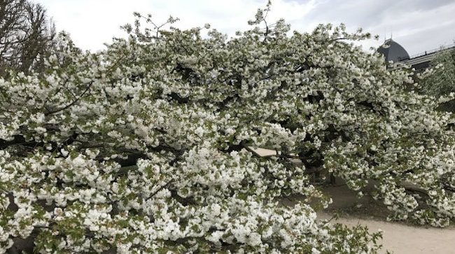 Celebrate Springtime in Paris: Our Experts Share Favorite Things to Do
