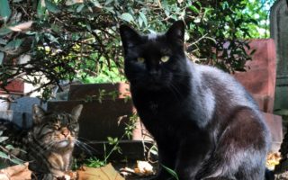A Feline Stroll through Montmartre Cemetery in Paris