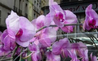 50 Things I Miss About Paris: Part VII