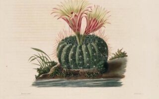 The Sacred Geometry of French Botanist Charles Lemaire
