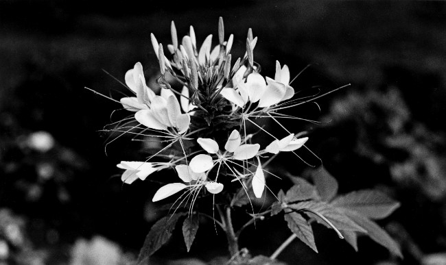 Marceline Desbordes-Valmore: Poetry in a Time of Dislocation