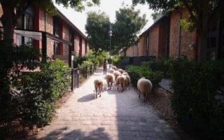 Peasant Pleasantry: The Urban Shepherds on the Fringe