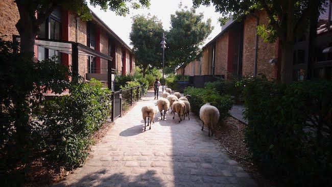 Peasant Pleasantry: The Urban Shepherds on the Fringe