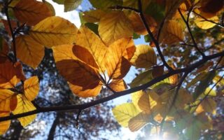 Letter from Paris: October 28, 2020 News Digest