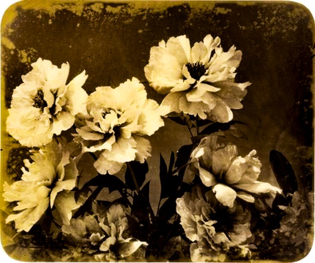 19th Century French Photographers: Adolphe Braun