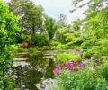 The water lilies pond