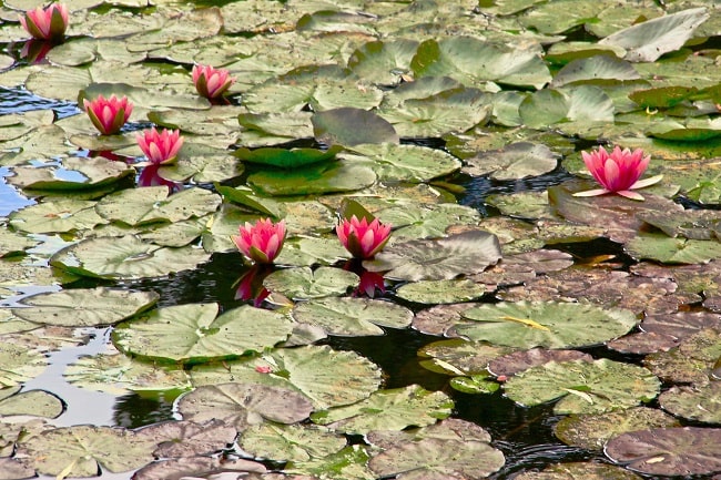 The Giverny Gardens: A Visit to Claude Monet’s Sanctuary