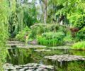 Lilly pads in the pond