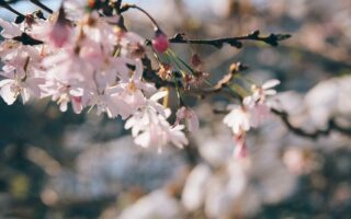 Letter from Paris: April 9, 2025 News Digest