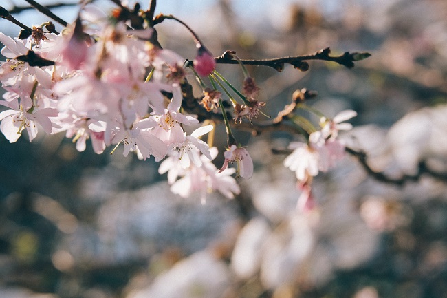 Letter from Paris: April 9, 2025 News Digest