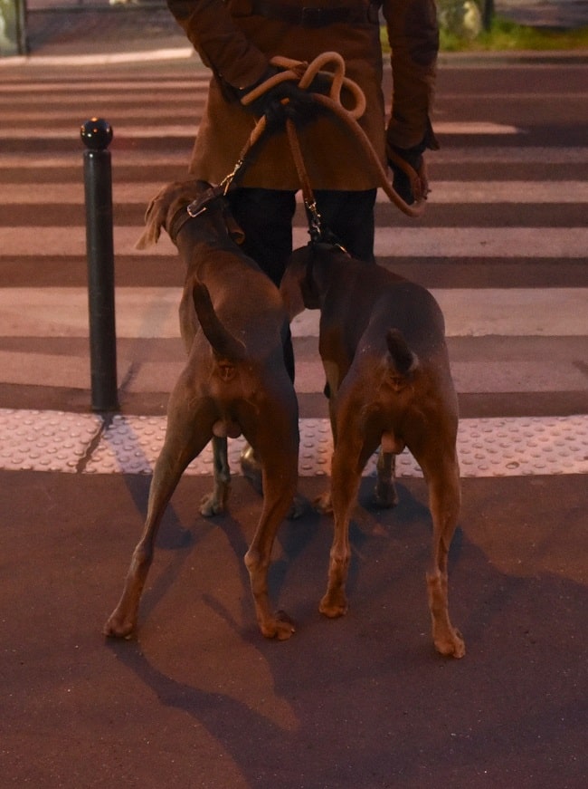 Dog walking has become popular during lockdowns and curfews.