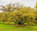 Arboretum BdV