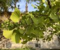 Gingko Auteuil
