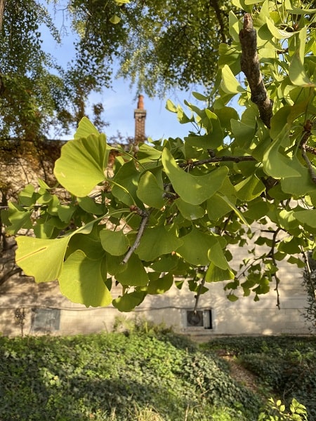 Gingko Auteuil