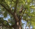 Gingko Auteuil. @ Amy Kupec Larue
