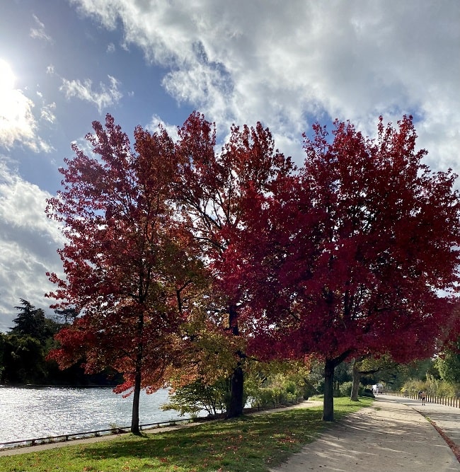 Lac Inférieur / Bois de Boulogne