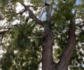 Jap Pagoda tree