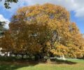 Twin Horsechestnuts @ Montsouris