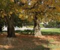 Twin horsechestnuts at Parc Montsouris