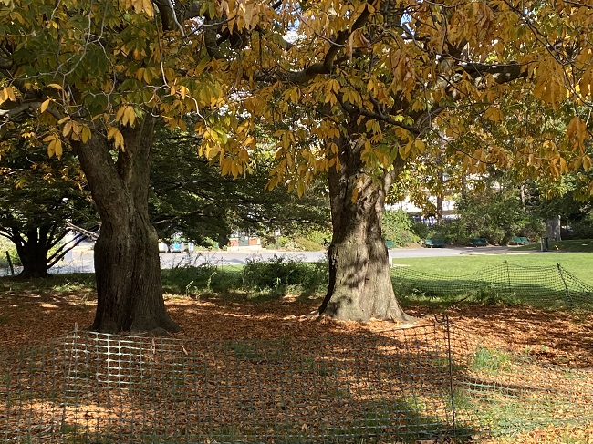 Twin horsechestnuts at Parc Montsouris