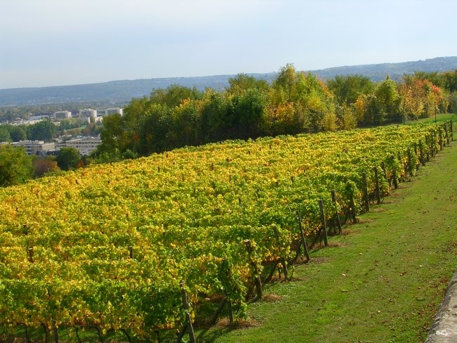 Day Trip: Taste the Countryside Just Outside Paris