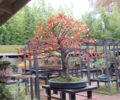Bonsais at Parc Floral