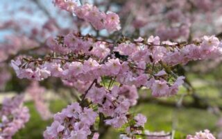 Spring Flowers: Top Paris Gardens to See Right Now