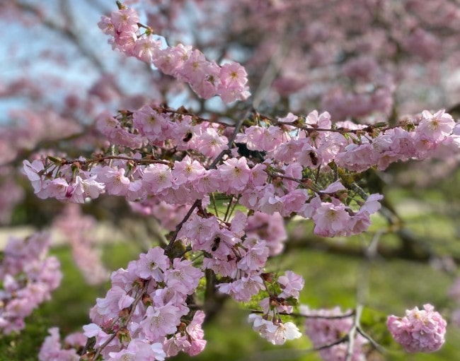 Spring Flowers: Top Paris Gardens to See Right Now