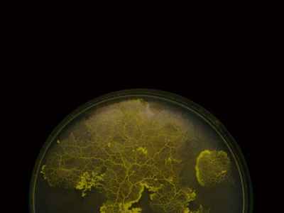 A black photo with superimposed 