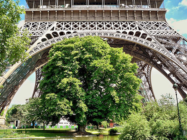 The old trees in the park beneath the eiffel tower