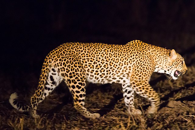 Night_Leopard