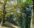 A wooded corner of the park