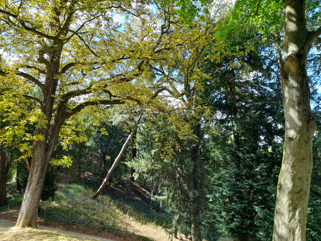 A wooded corner of the park