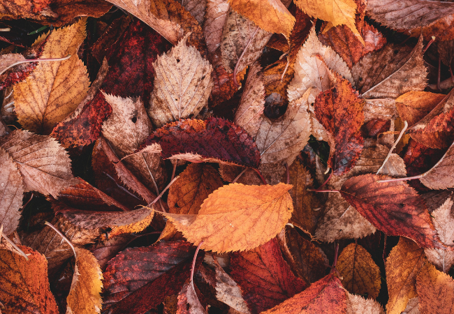 7 Places to Find Autumn Colors in Paris